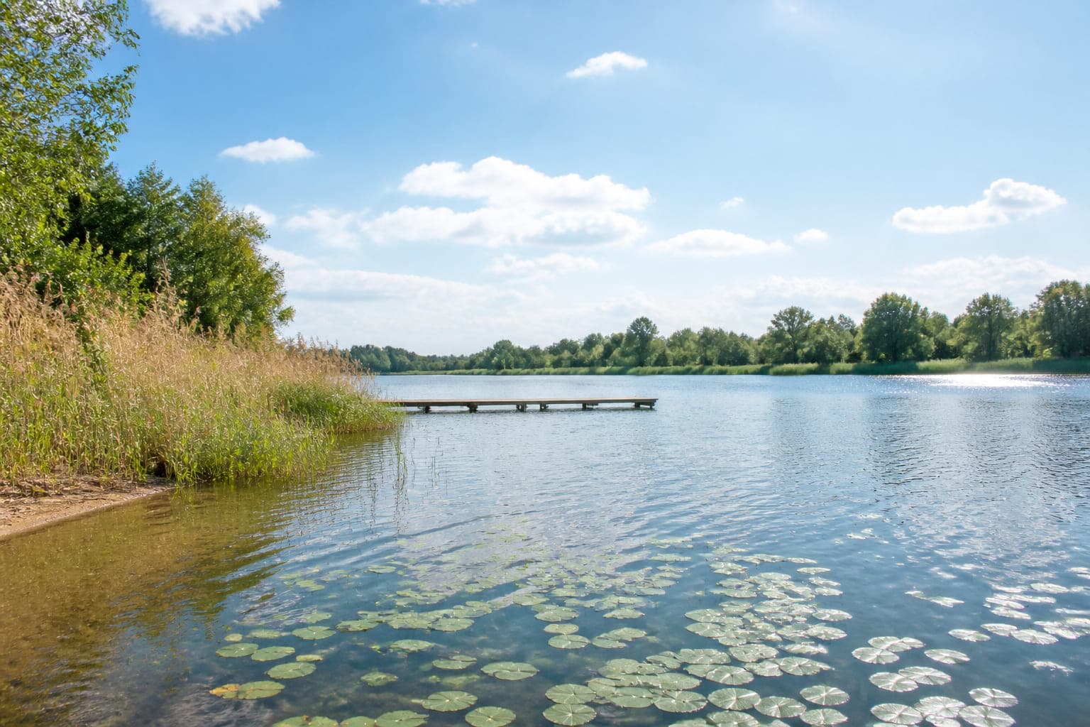 Blick über den sonnigen Bruchsee am Morgen: Schilf im Vordergrund, ein hölzerner Steg, dahinter Weiden am gegenüberliegenden Ufer.