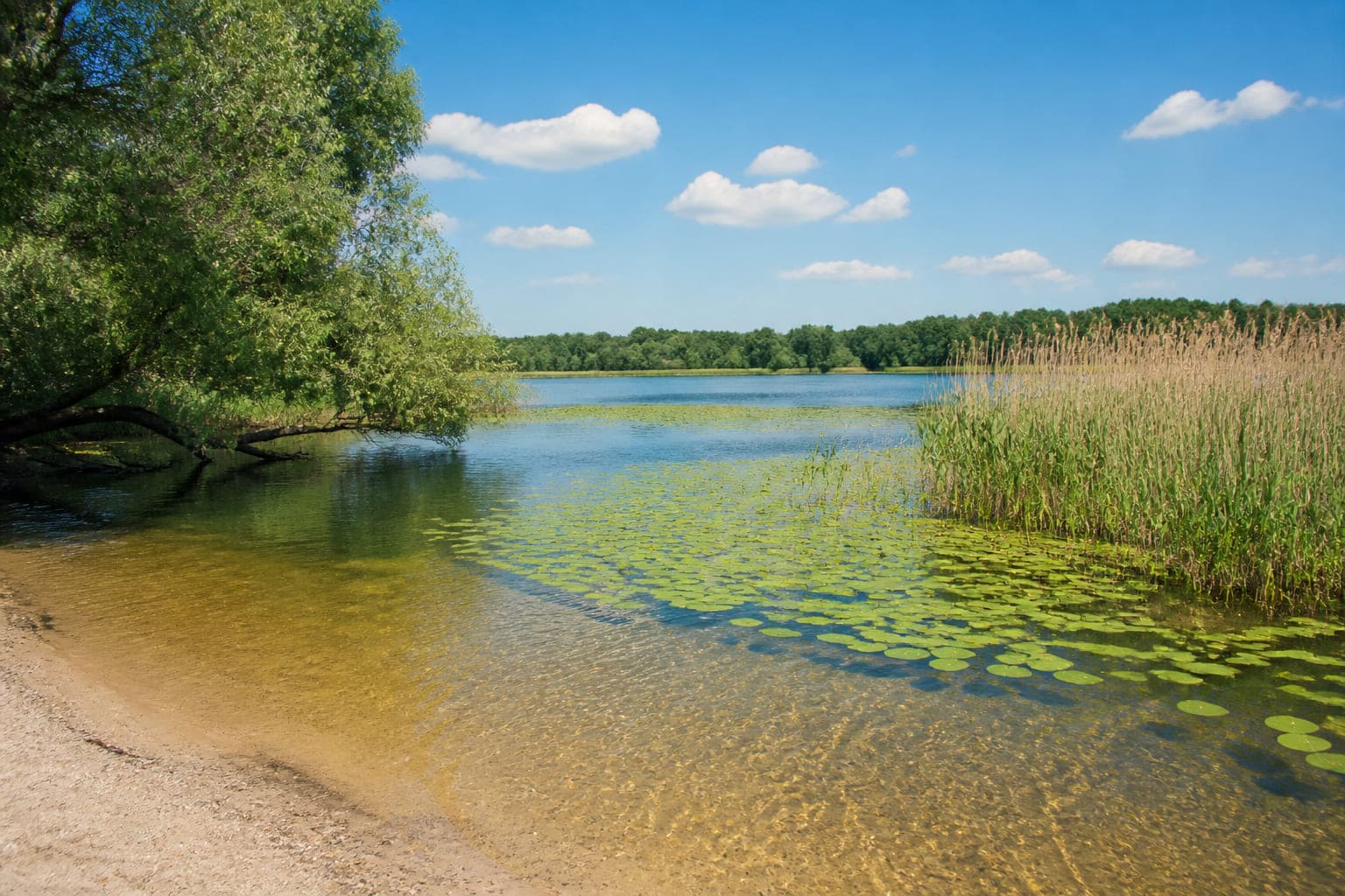 Flache Bucht des Bruchsees mit klarem Wasser über hellem Sand, einem Gürtel aus Seerosen und Weiden am Ufer.
