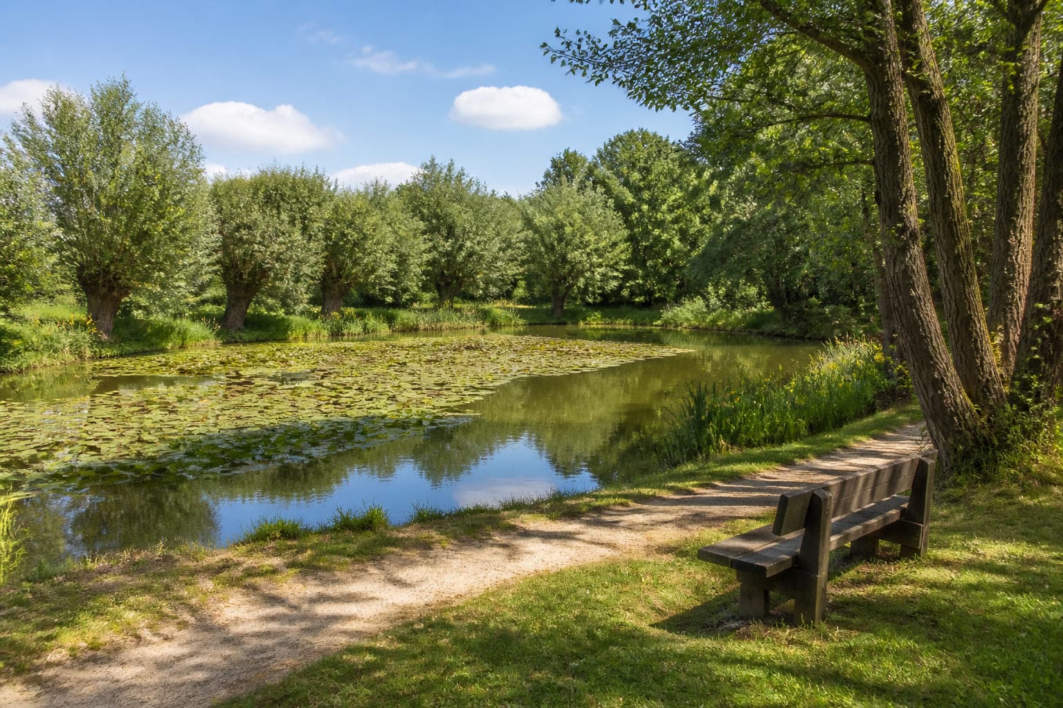 Der Mühlenteich in der Mittagssonne, umringt von alten Kopfweiden, zur Hälfte mit Seerosenblättern bedeckt, mit einer Holzbank am Ufer.