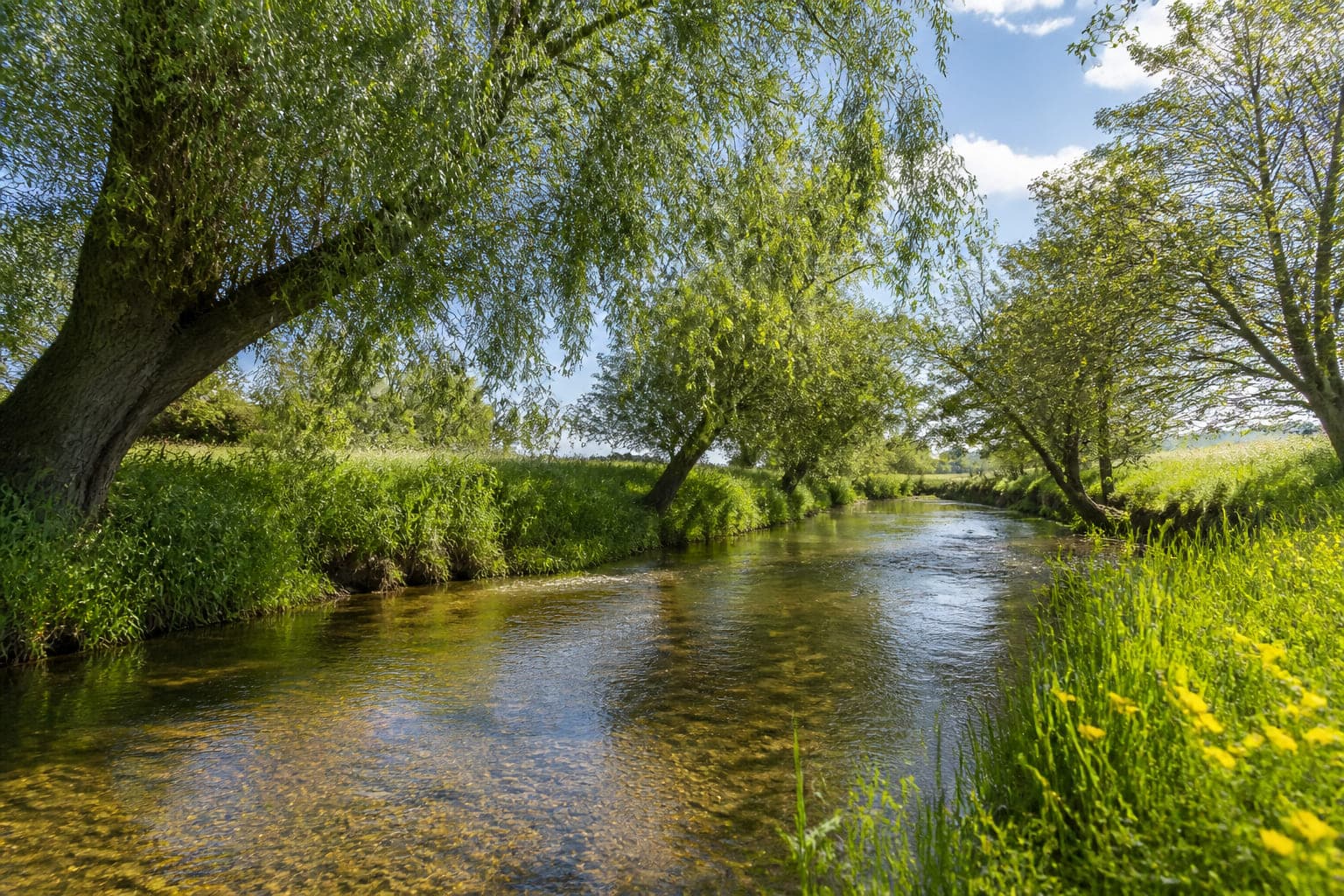 Der Sandower Graben: ein langsam fließender Wiesengraben mit klarem Wasser über Kies, überhängenden Weiden und sonniger Wiese.